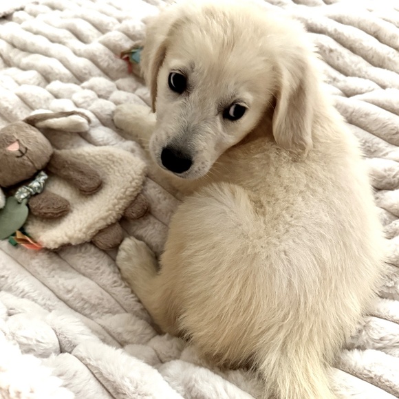 * KODA * my heart and my closet helper ! - Picture 1 of 6